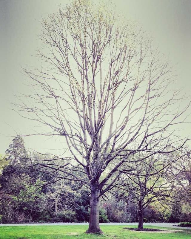 [EN] Hunter Collar Swiss (GhostWhite et #190)