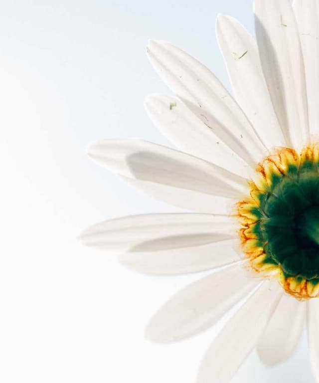 [EN] PetRebels Wall of Rebels scratching post (DarkOrchid labore #898)