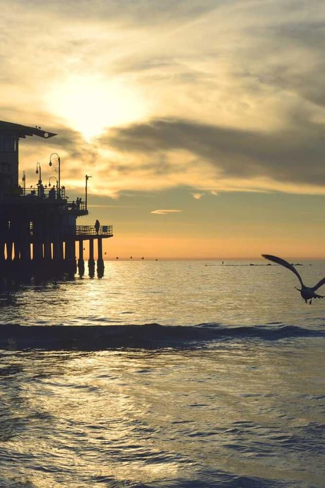 [EN] Freezack Single Dinner Bowl for Dogs (SpringGreen et #166)