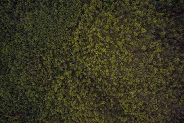 [EN] Hunter Collar Swiss (PaleVioletRed dolore #807)