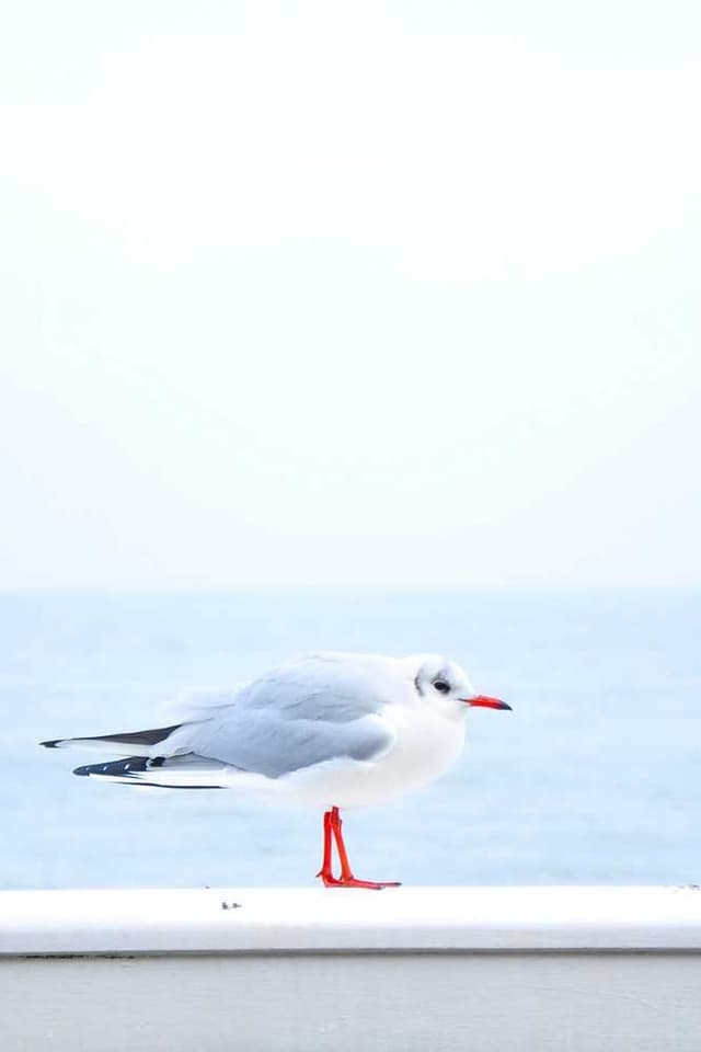 [EN] Royal Canin Urinary S/O (Wheat ducimus #752)