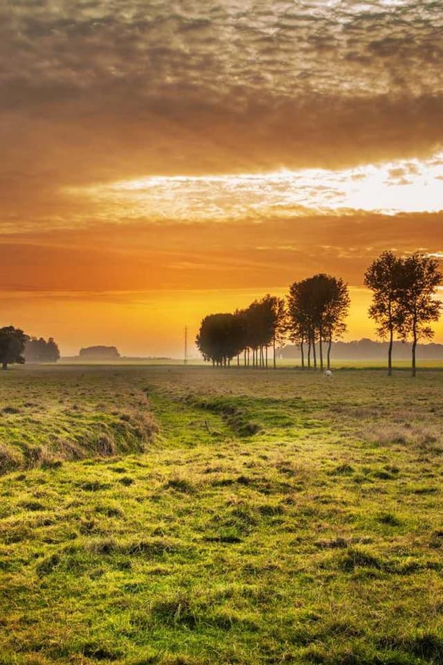 [DE] PetRebels Wall of Rebels Kratzbaum (PaleGoldenRod et #359)