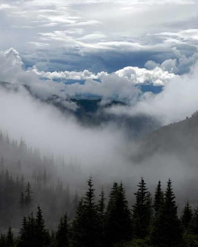 [DE] Flexi Leine New Classic S (OliveDrab ea #106)