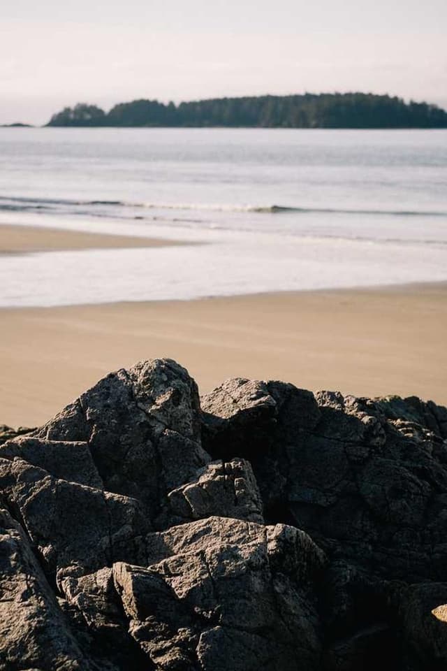 [EN] Hunter Collar Swiss (Yellow perferendis #651)