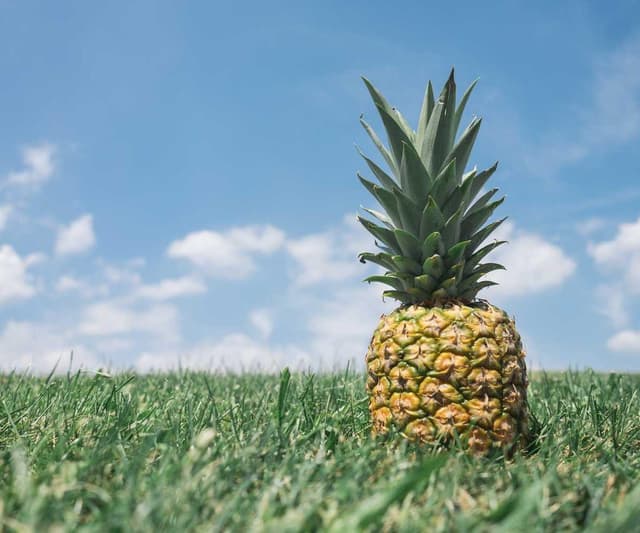 [FR] PetRebels Wall of Rebels Griffoir (Plum delectus #284)