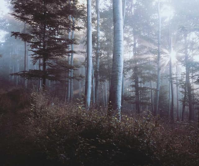 [FR] Swisspet Lit pour chien L (AliceBlue porro #832)