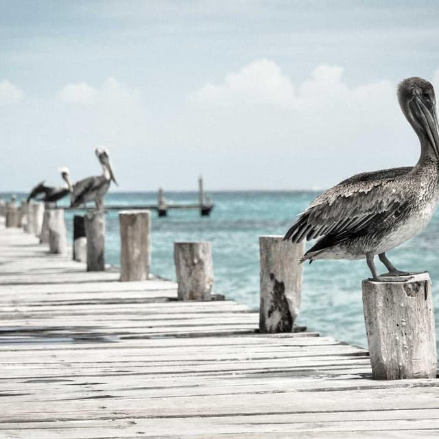 [FR] Trixie Jouet pour chat Souris (Cyan et #578)