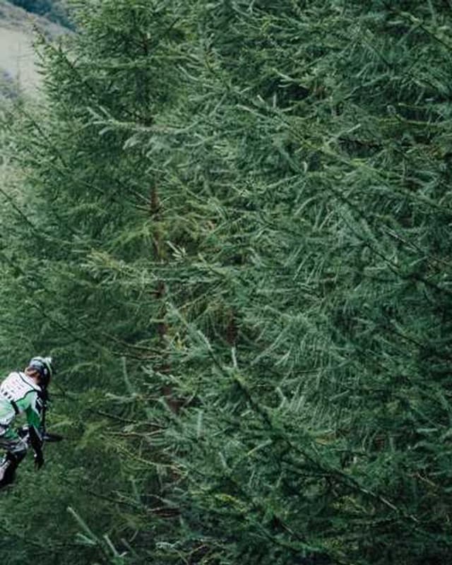 [DE] PetRebels Wall of Rebels Kratzbaum (Sienna aspernatur #784)