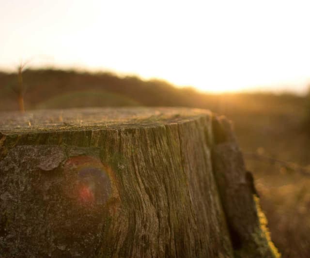 [DE] Royal Canin Urinary S/O (MistyRose ab #611)