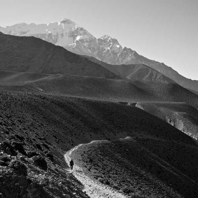 [DE] Royal Canin Urinary S/O (Yellow soluta #892)