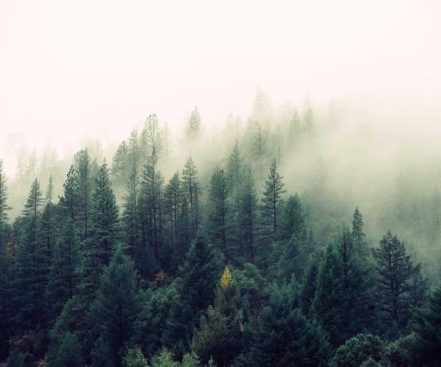 [DE] Curver Hundefutterbehälter 10kg (ForestGreen earum #890)