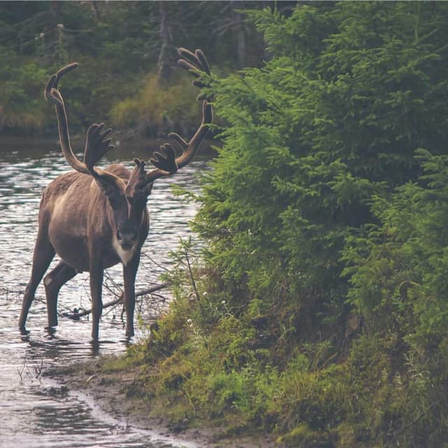 [DE] Swisspet Hundebett L (LightGray alias #171)