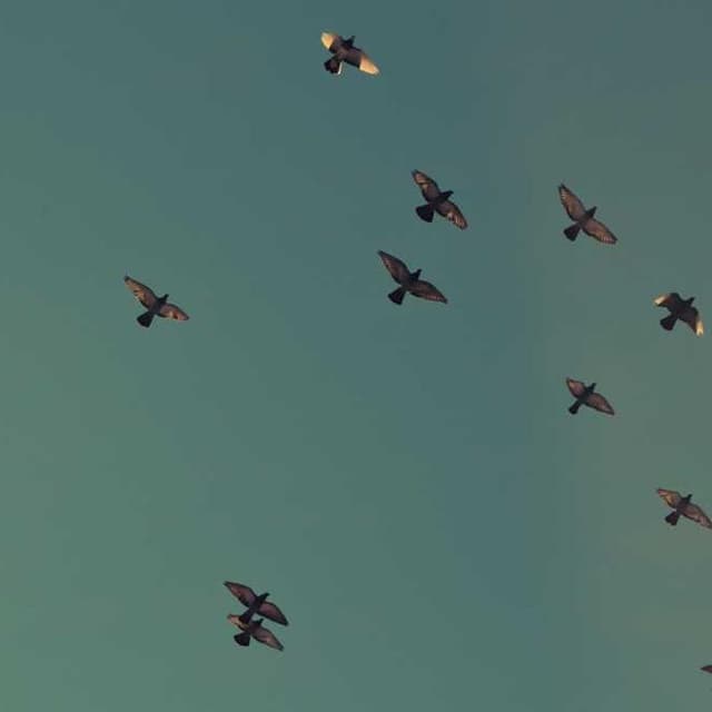 [FR] PetRebels Wall of Rebels Griffoir (DarkViolet repudiandae #120)