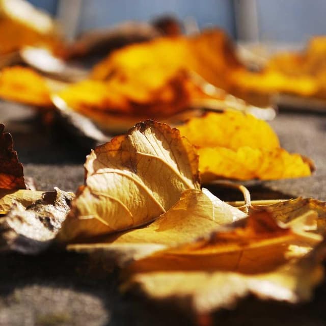 [FR] Collier Hunter Swiss (AliceBlue animi #591)