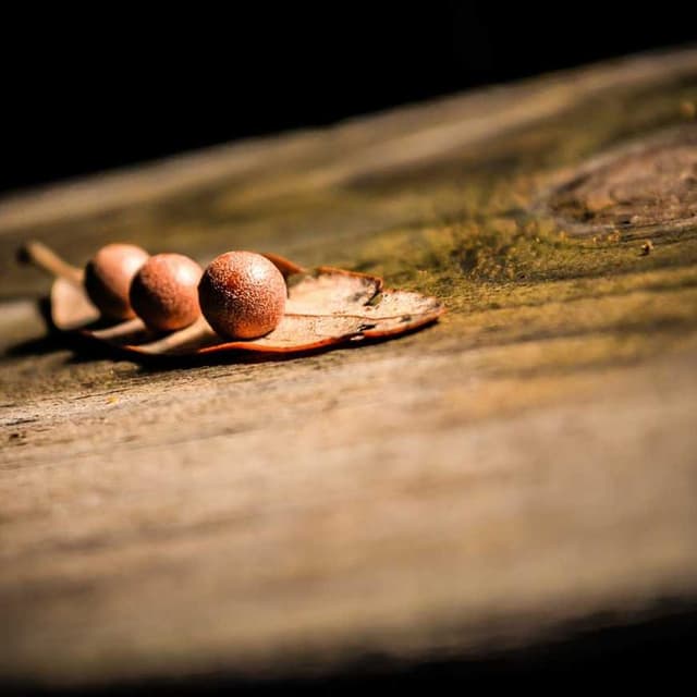 [FR] Curver Conteneur Croquettes Chien 10kg (Coral neque #059)