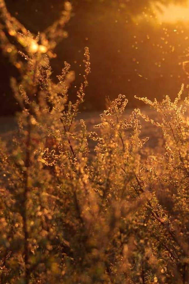 Laisse Flexi New Classic S