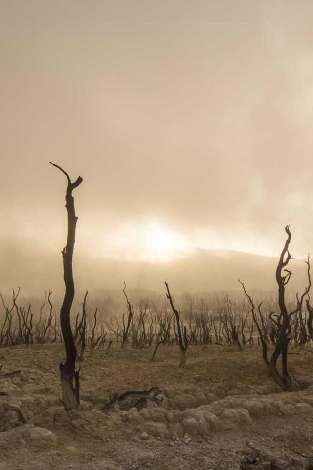 Trixie Jouet pour chat Souris