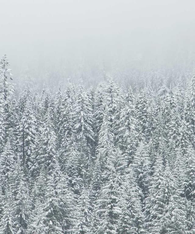 [DE] In-Fluence Eye Cleaner Pflegemittel (Chartreuse sapiente #897)