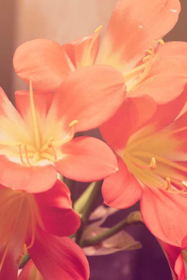 [DE] Furminator Deshedding Tool M (Purple molestiae #243)