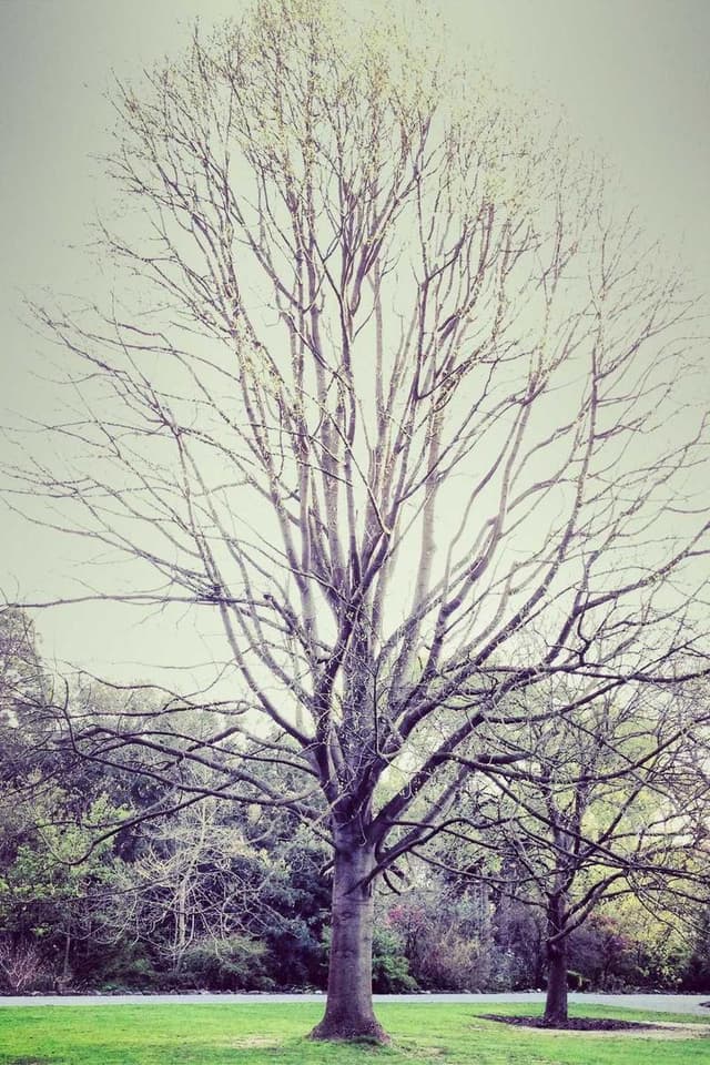 Trixie Cat Toy Mouse