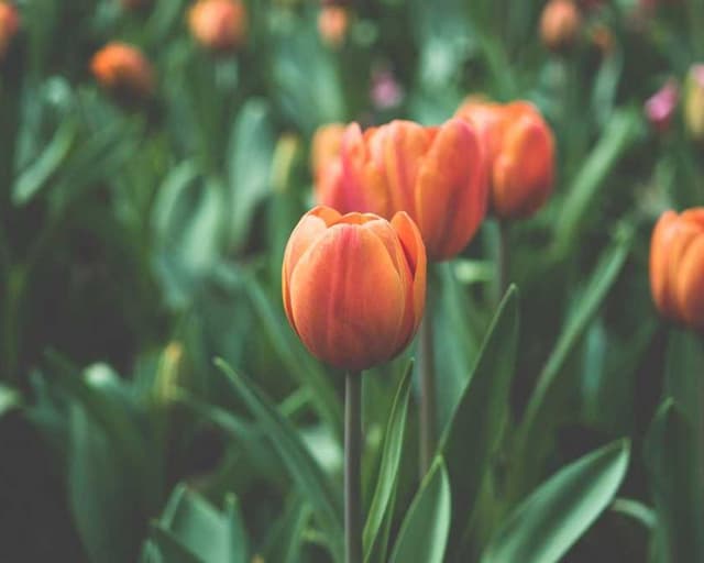 Freezack Single Dinner Bowl for Dogs