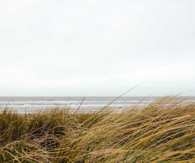 Curver Dog Food Container 10kg