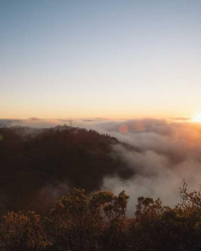 PetRebels Wall of Rebels scratching post