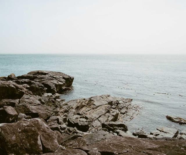 Furminator Deshedding Tool M