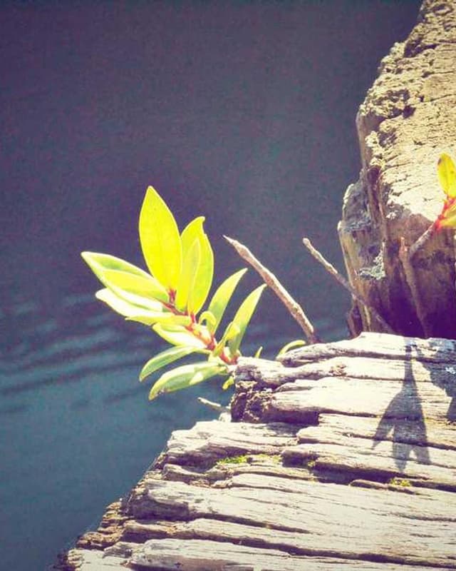 Flexi Leash New Classic S