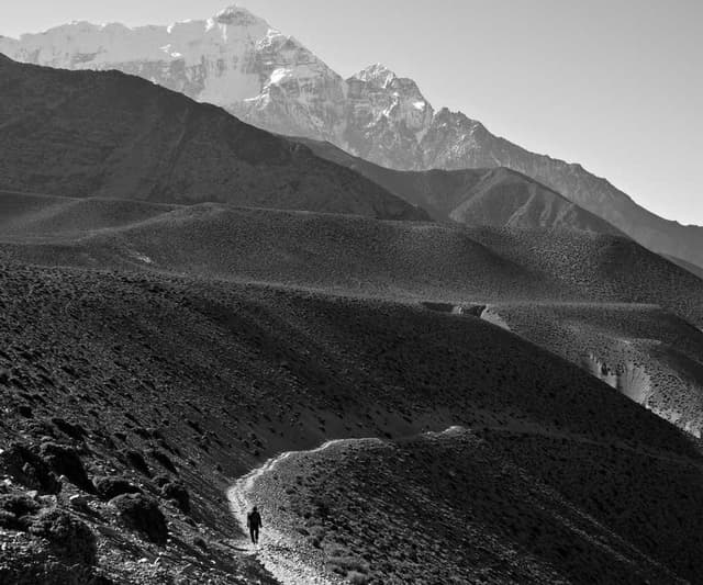 Freezack Single Dinner Bowl for Dogs