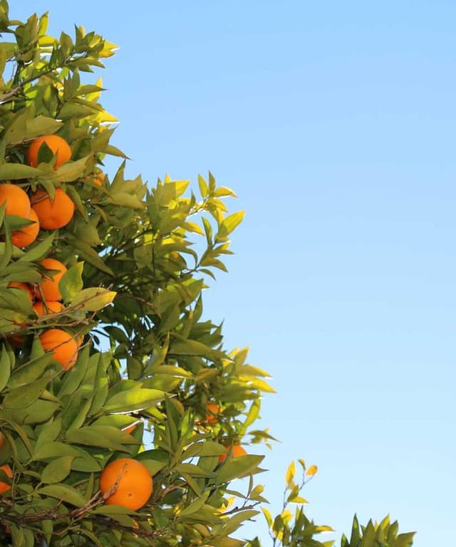 PetRebels Wall of Rebels scratching post