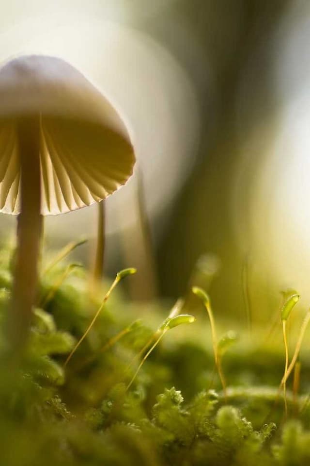 Curver Dog Food Container 10kg