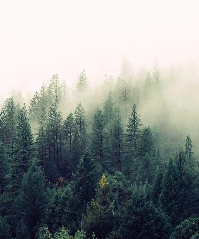 Curver Dog Food Container 10kg