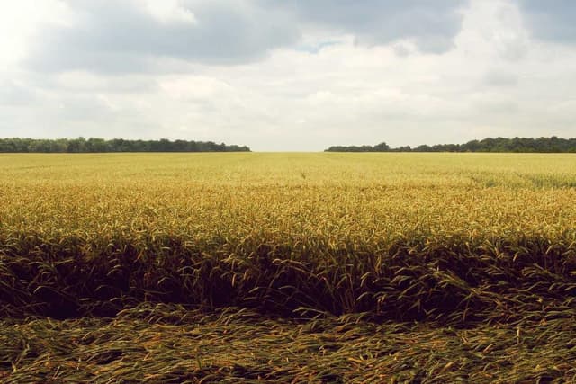 Royal Canin Urinary S/O