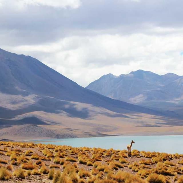 Royal Canin Urinary S/O