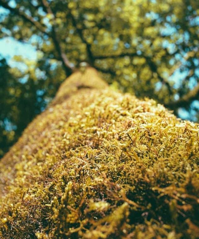 Furminator Deshedding Tool M