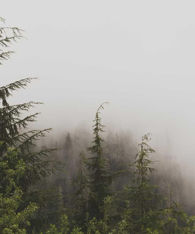 Curver Dog Food Container 10kg