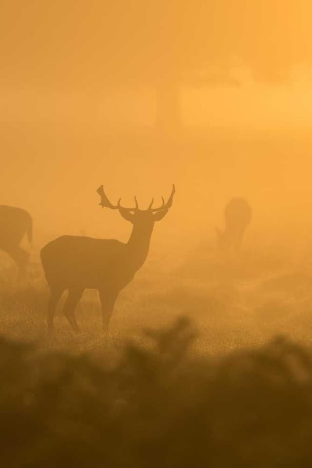 bePURE Liquid Chicken Snack