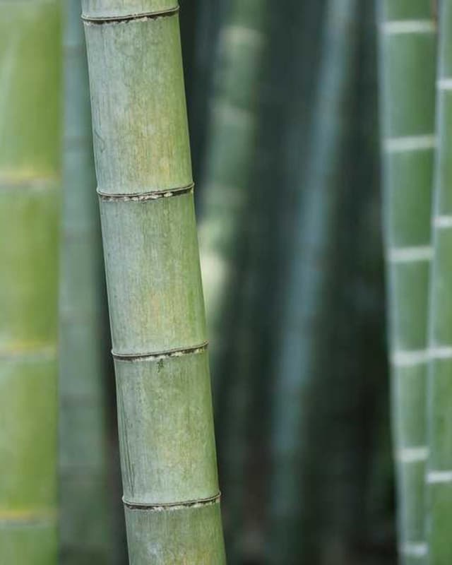 In-Fluence Eye Cleaner