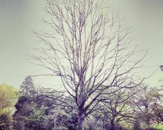 Outil de deShedding Furminator M