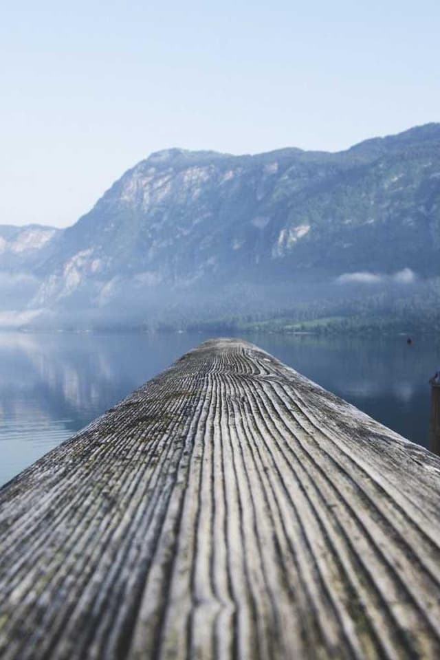 PetRebels Wall of Rebels Griffoir