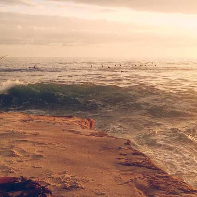 Curver Conteneur Croquettes Chien 10kg