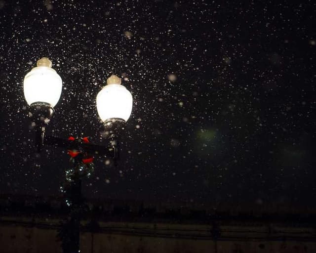 PetRebels Wall of Rebels Griffoir