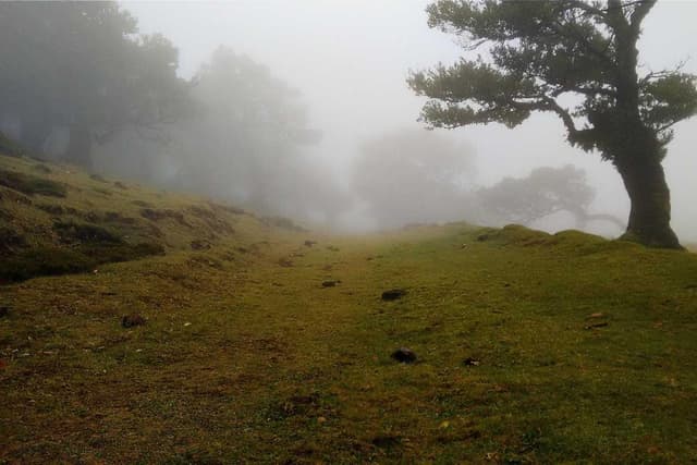 Curver Conteneur Croquettes Chien 10kg