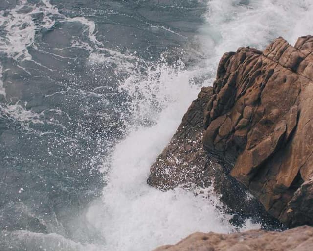 PetRebels Wall of Rebels Griffoir