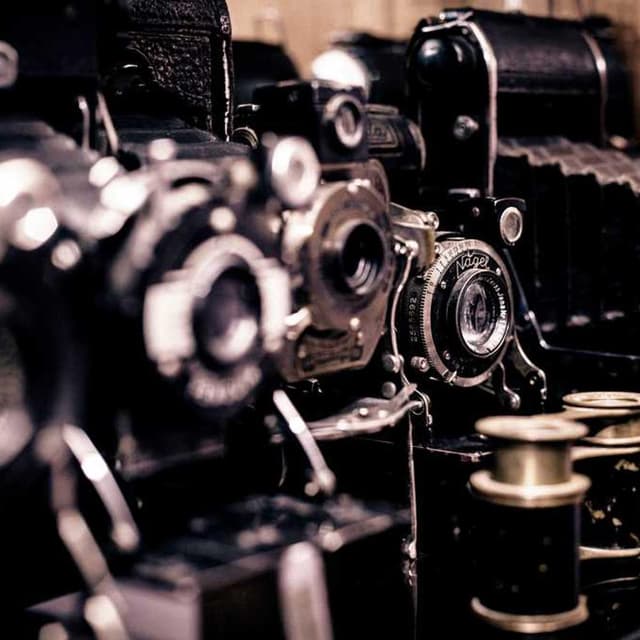 PetRebels Wall of Rebels Griffoir