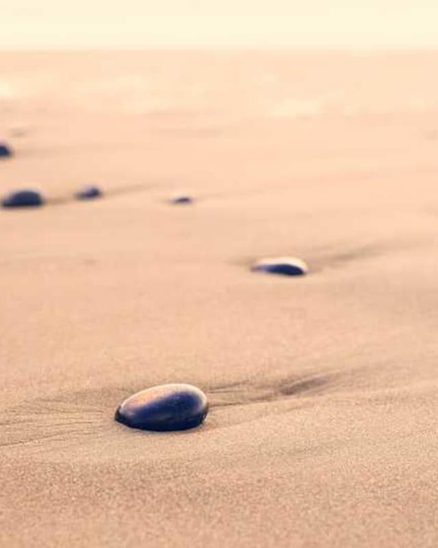 Furminator Deshedding Tool M