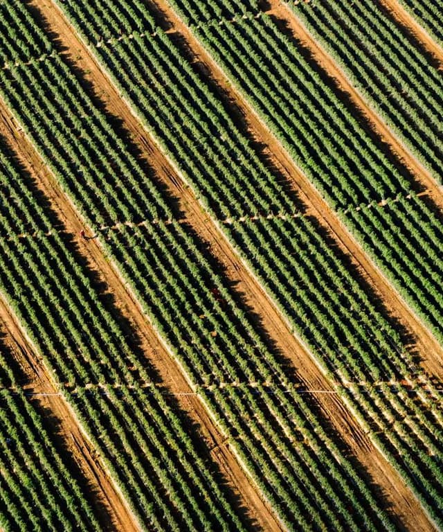 Flexi Leash New Classic S