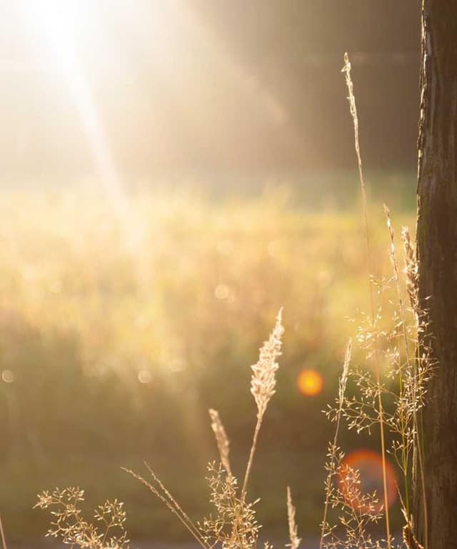 Furminator Deshedding Tool M