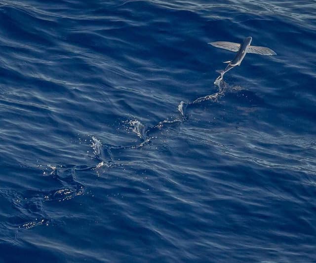 bePURE Liquid Chicken Snack